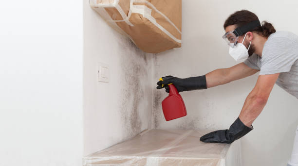 Professional Black Mold Remediation technician working in Plant City, FL